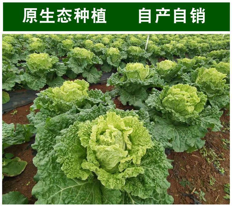 青麻叶白菜新鲜贵州火锅大白菜批发蔬菜现摘青麻菜老品种露天青菜麻叶