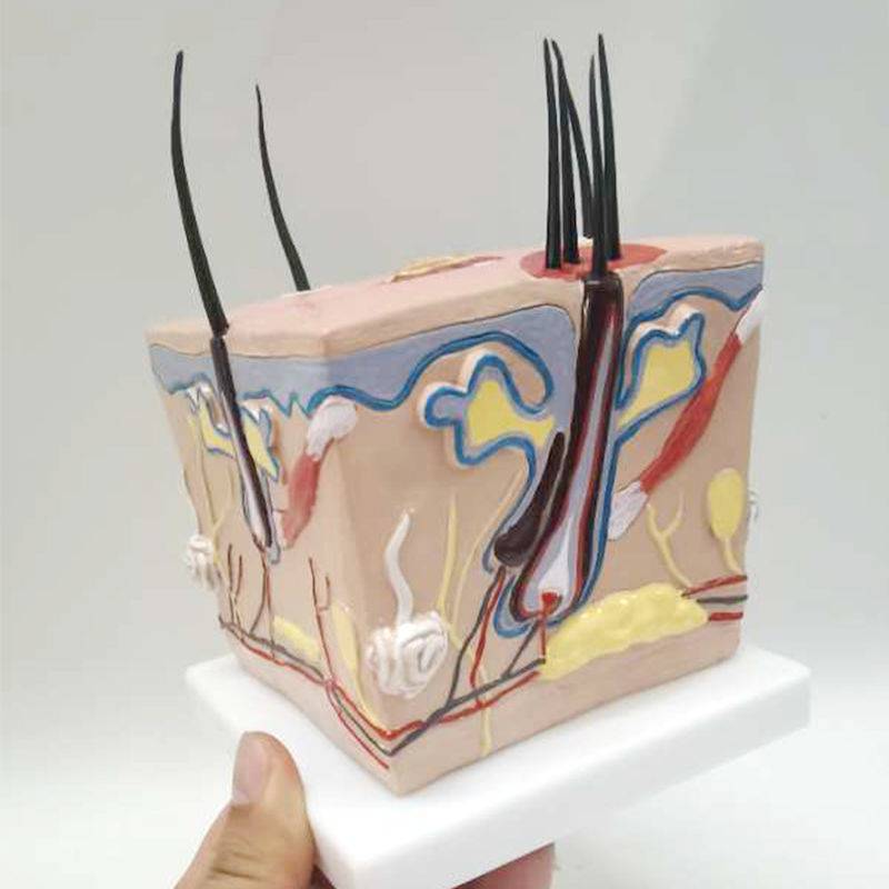 毛囊结构皮肤模型人体健康毛发生长过程毛囊放大痤疮青春痘皮肤解剖