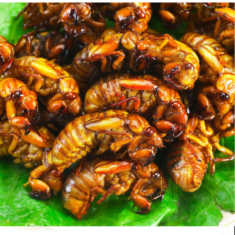 金蝉爬叉知了猴低温速冻山东特产可油炸即食可熟食用昆虫3斤保温箱加