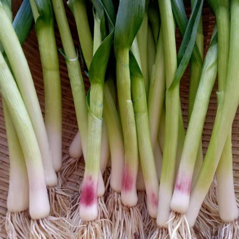 新鲜红皮大蒜苗3斤现挖农家自种批发山东紫皮红根青蒜苗蔬菜5斤3斤