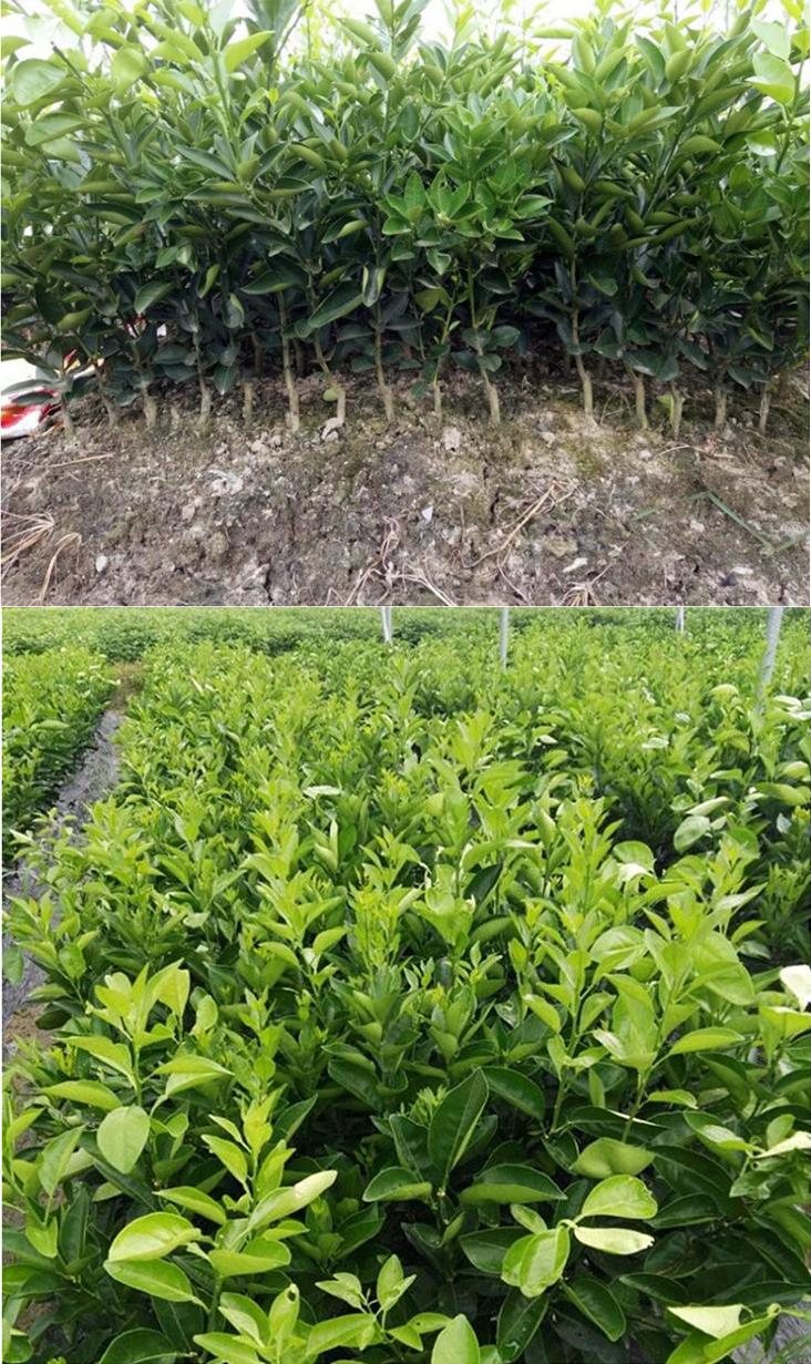 纽荷尔脐橙苗血橙果树苗南北方种植盆地栽苗当年结果 红肉脐橙5年苗