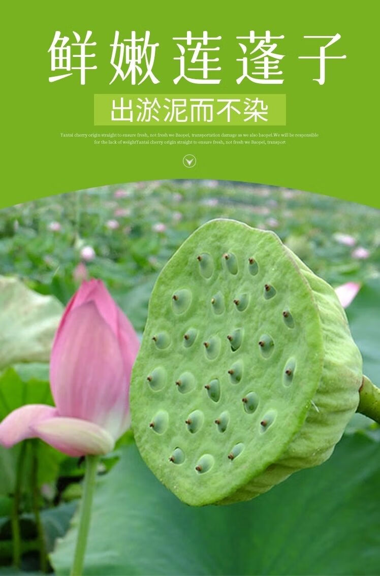 江西新鲜莲蓬生吃鲜莲子米嫩生莲蓬当季时令水果甜嫩莲子 500克1斤