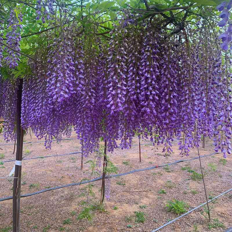 多花紫藤花苗 紫藤树苗 爬藤屋顶盆栽花园围墙庭院攀援 花卉 紫藤花苗