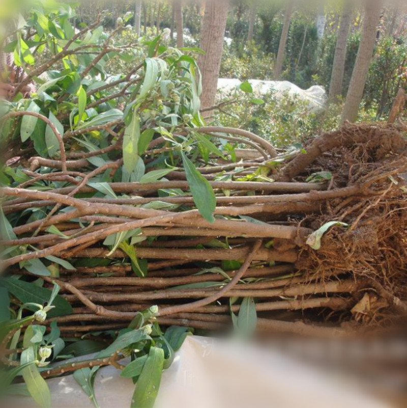庭院植物结香苗结香花苗结香大小苗金腰袋打结花梦冬花喜花树苗 结香