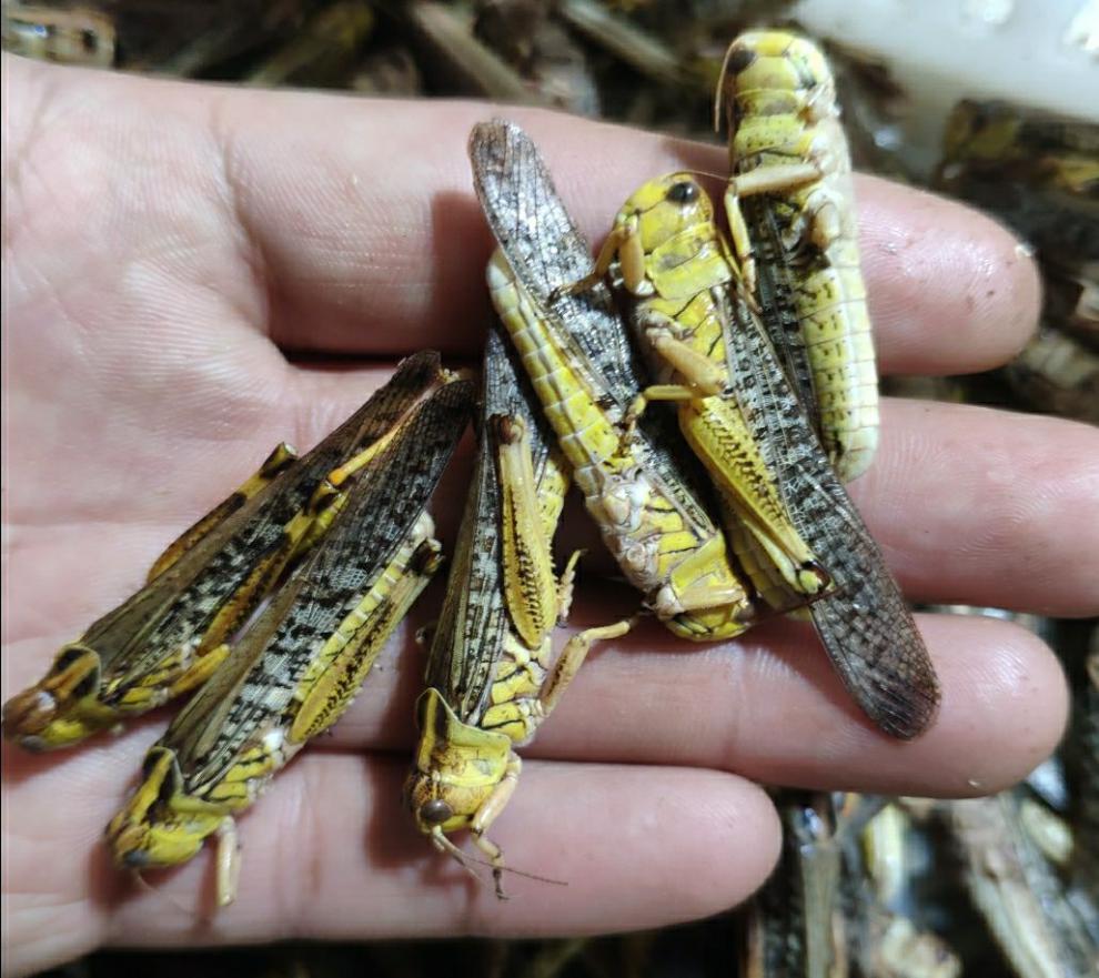 土蚂蚱 活体冰鲜蝗虫食用昆虫油炸即食美食土特产 公母混装带翅半斤