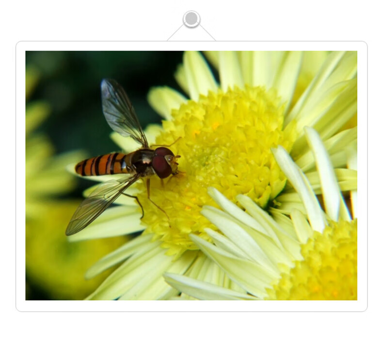 卓美zomei微距镜67mm55近摄镜相机镜头佳能77滤镜尼康微单反微距镜头