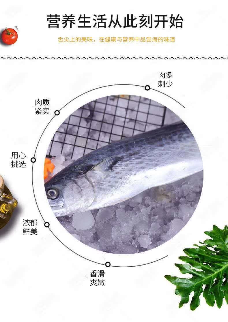 特大燕尾鲅鱼马鲛鱼新鲜冷冻海捕海鱼深海鱼海鲜水产一箱批发净重无冰