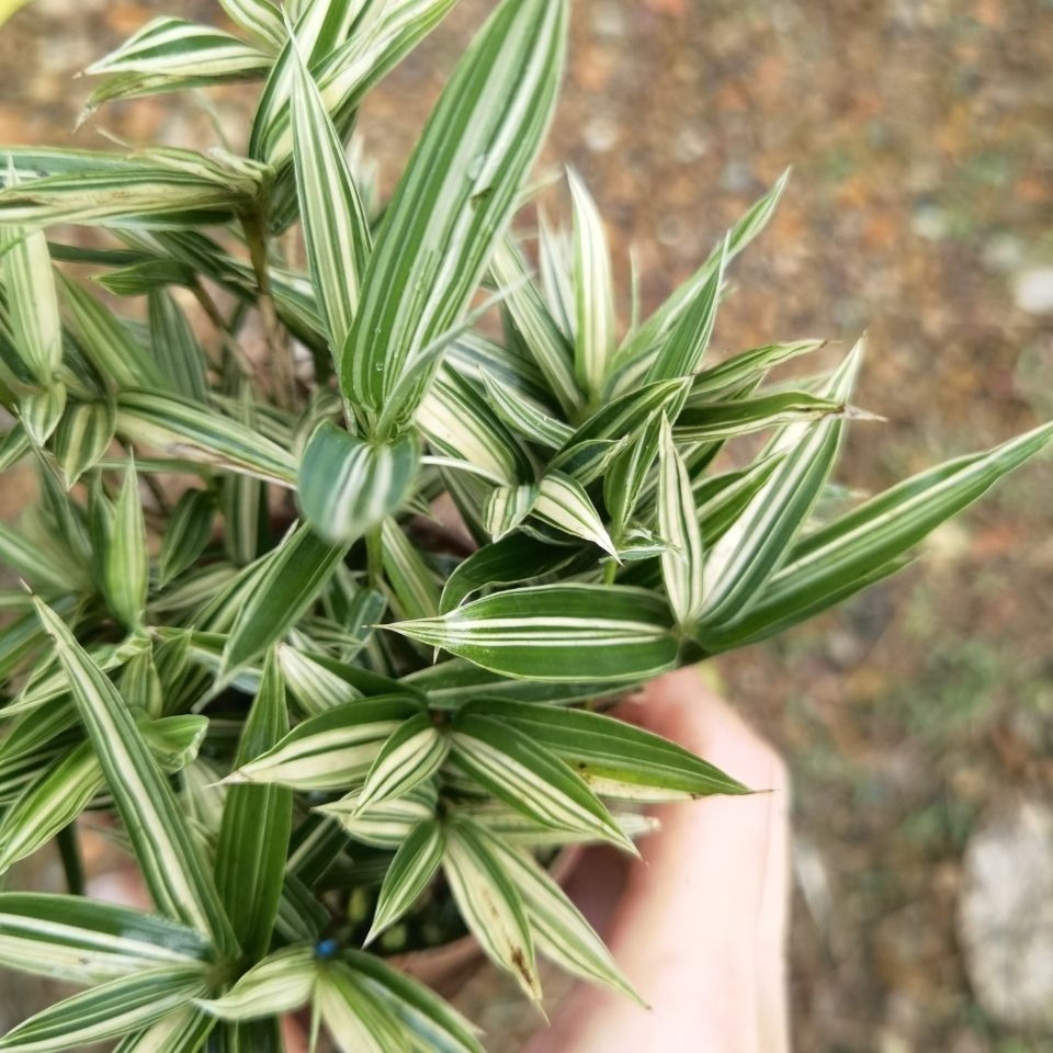 熊猫竹 菲白竹桌面绿植盆栽迷你竹子桌面微型盆景室内净化空气绿植