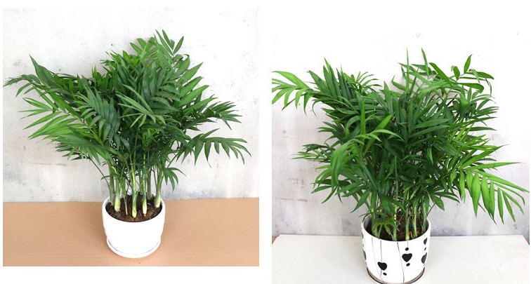 大型花盆批发