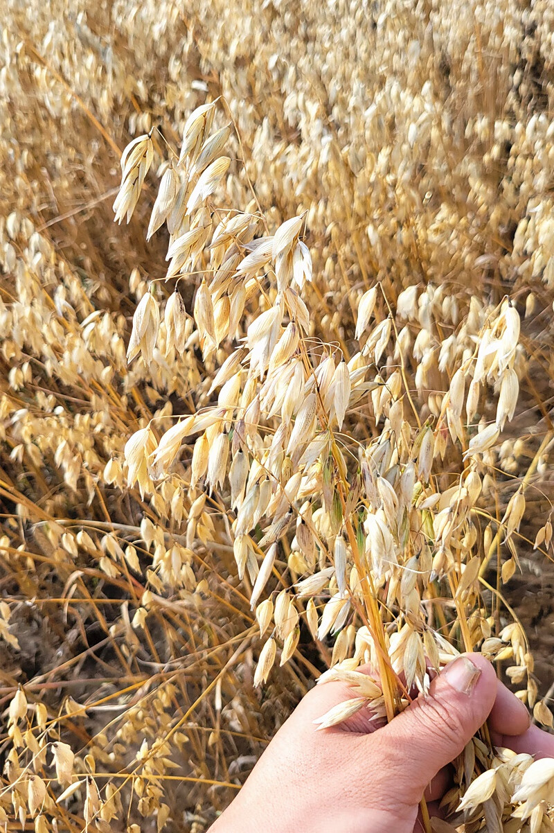 莜面粉纯莜面攸面悠油燕麦筱面莜麦面张家口坝上内蒙武川山西5斤阿巴