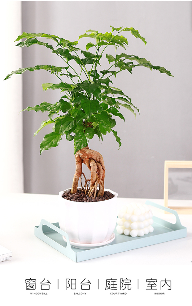 幸福树盆栽花卉植物提根盆景室内客厅桌上办公室好养小树苗活绿植提根