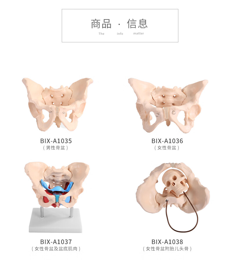 男女性骨盆模型女性盆底肌肉模型医学助产教学模型人体骨骼模型bixa