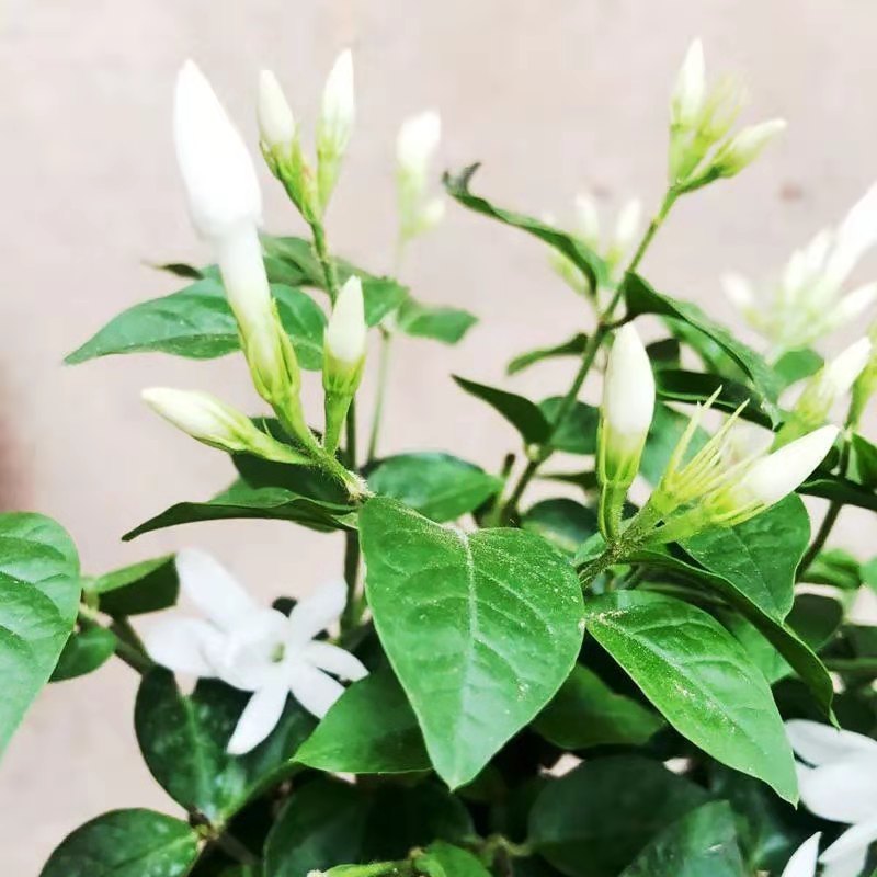 笔尖茉莉花盆栽室内花卉单瓣独杆笔尖茉莉花王d8 4年【独杆笔尖茉莉】