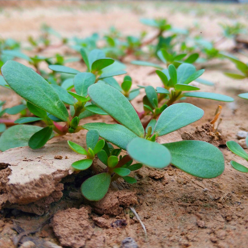 坏了包赔马齿苋新鲜马齿菜马蜂菜马苋菜马齿笕蚂蚱菜 500g(马齿苋干)