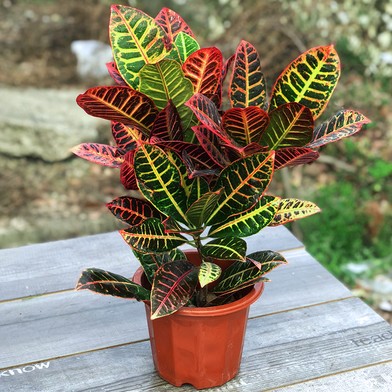 七彩变色木盆栽耐热耐晒花卉绿植室外植物 变叶木 原盆原土