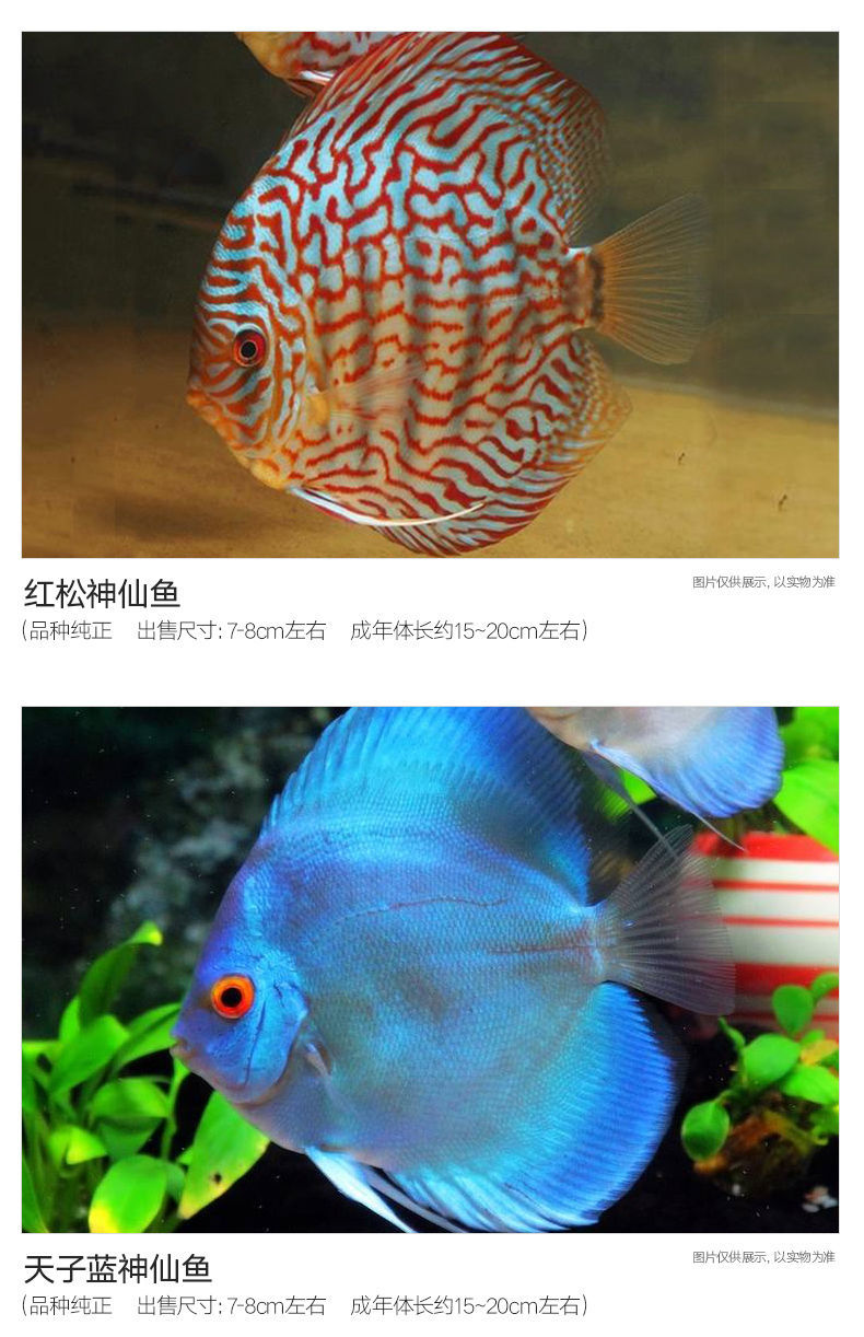 荣郁【死亡包赔】七彩神仙鱼热带观赏鱼红盖子财神鸽子燕鱼活体 蓝 松