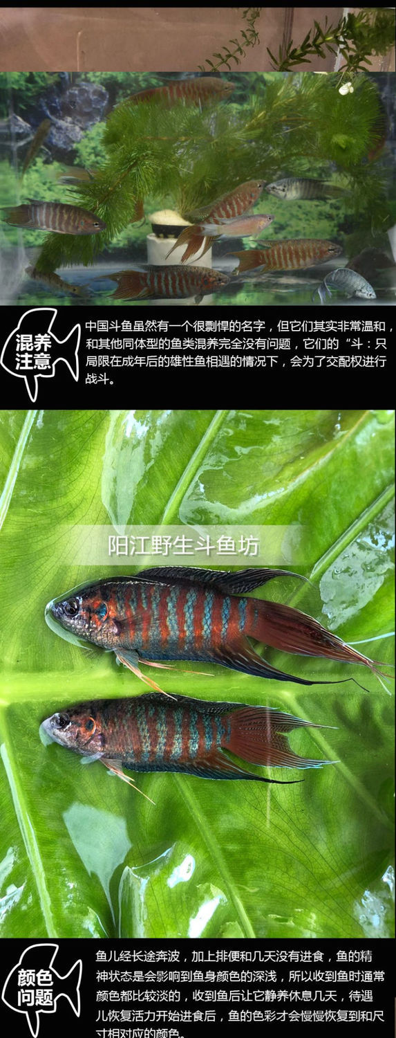 中國鬥魚活魚觀賞魚野生普叉好養耐活小型冷淡水養不死的懶人魚苗