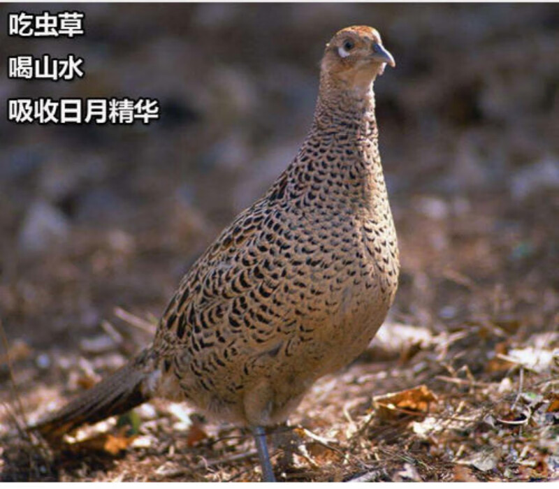 魃鲜农家七彩山鸡公山鸡母山鸡现杀山鸡肉雉鸡生鲜鸡肉一只七彩母山鸡