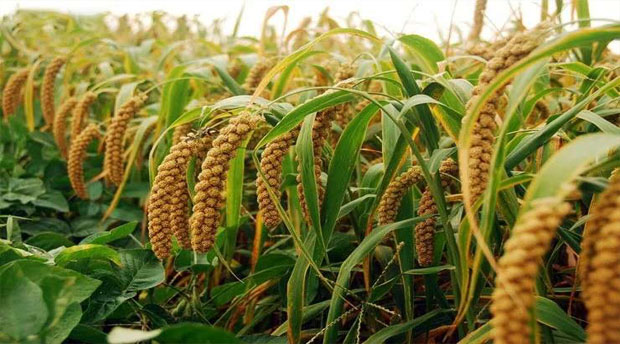 【严选】新山西特产兴县小米晋谷香小米洗米5斤旱地黄小米沁州黄小米