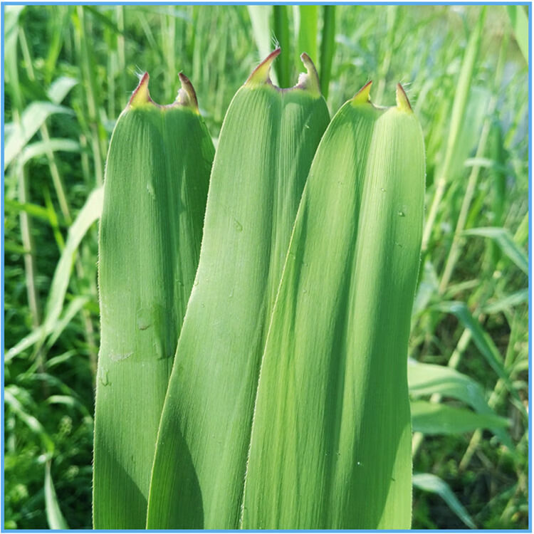 新鲜冷冻天然粽叶端午节包粽子的叶子粽子叶芦苇叶苇叶批发300片3至6