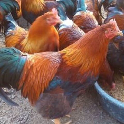 农家散养成年土阉鸡线鸡正宗阉鸡清远红毛老阉鸡太监鸡三黄阉鸡肥 腾