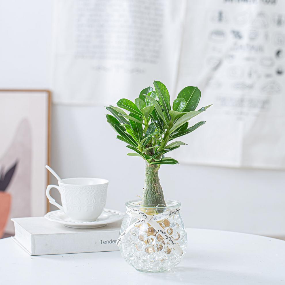 中梦玉树玫瑰水培植物室内绿植花卉客厅办公室桌面开花盆栽花2棵玉树