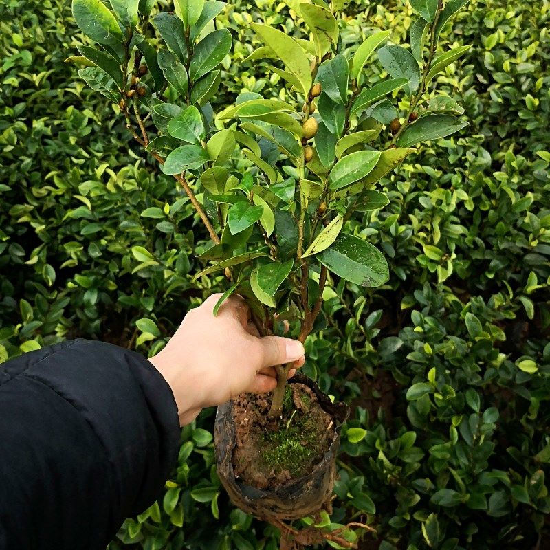 含笑花苗浓香型花卉带花苞室内阳台耐寒四季常青植物含笑花盆栽 精选5