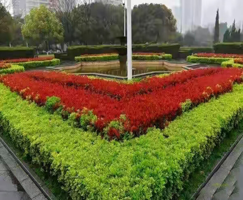 红叶石楠树苗四季常青庭院花园植物红罗宾石楠彩色绿篱笆围墙花卉1020