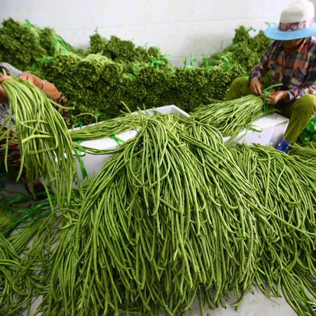 乡思特豇豆种子绿条特长青豆角高产抗病春夏秋播架豆蔬菜种孑籽乡思特
