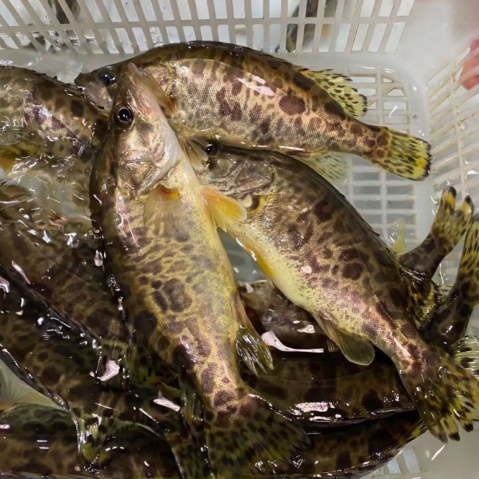 千岛湖正宗大鳜鱼鲜活活鱼波纹鳜淡水鱼新鲜季花鱼现杀发货25斤