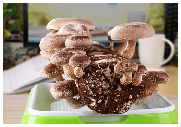 香菇种植包蘑菇菌包菌菇平菇儿童幼儿园植物小盆栽食用菌家庭新鲜