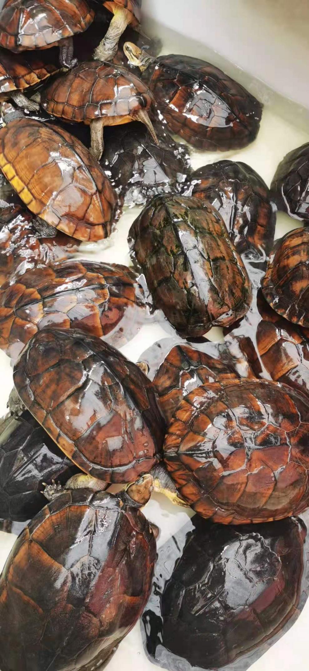 食用石金钱大龟龟场直发煲汤肉龟煲龟苓膏营养男人滋补外塘老种龟 全