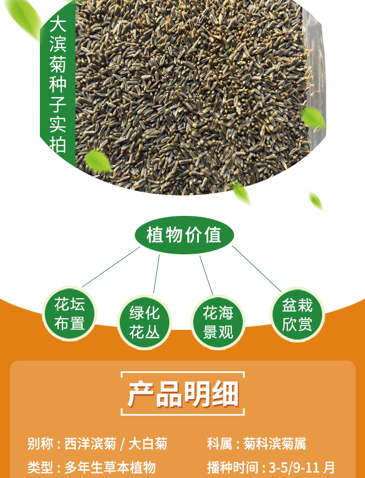 博卉大滨菊种子小滨菊园林景观花海庭院花卉种子多年生花种子花籽草花