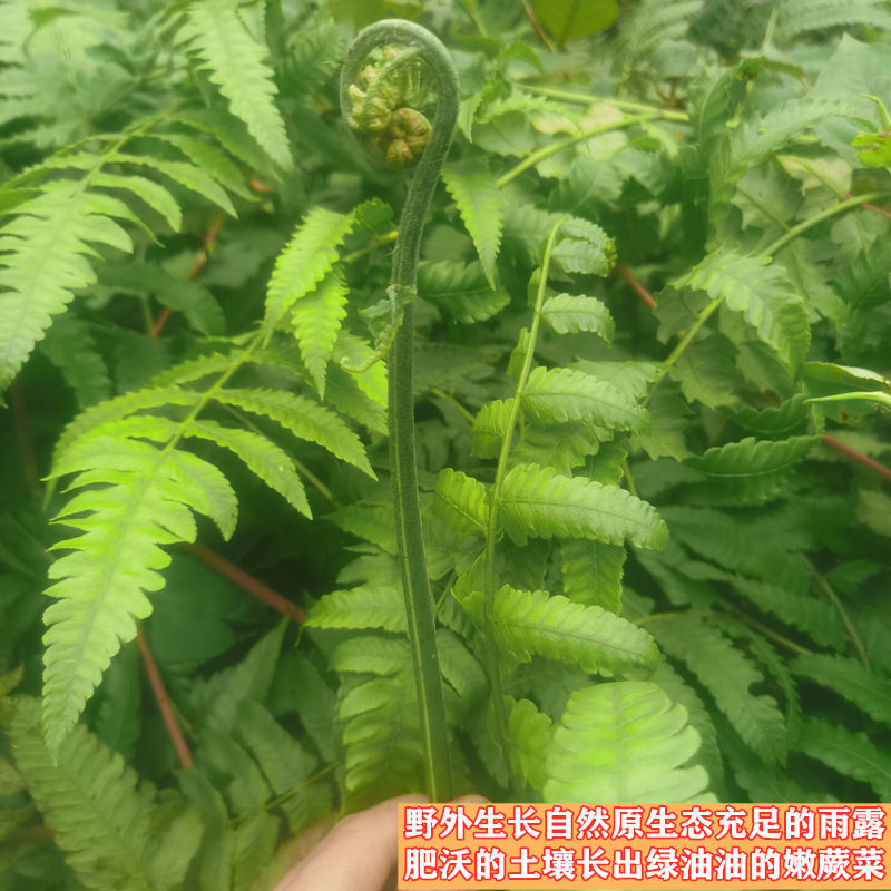 新鮮現摘現發廣西農家菜蕨菜1水蕨菜鮮嫩拳頭菜貓爪菜尾7斤蕨菜新鮮現