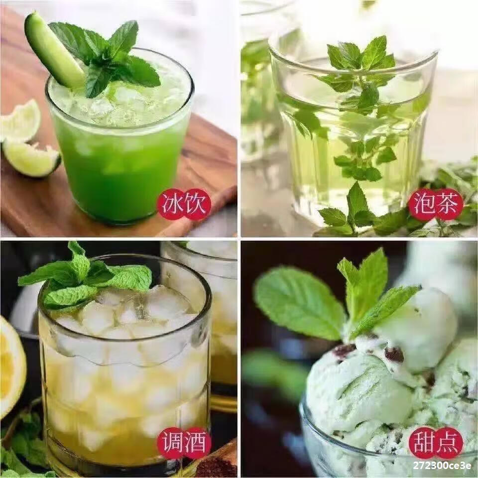采缇886柠檬薄荷盆栽 薄荷苗净化空气水培室内清香 薄荷盆栽2颗+吸水盆