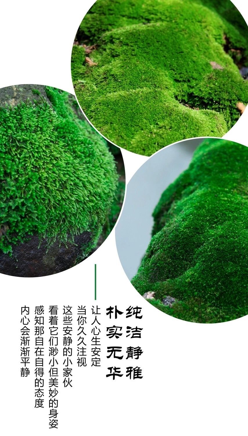 现货直发苔藓微景观青苔铺面鲜活苔藓批发diy材料假山吸水石水陆缸