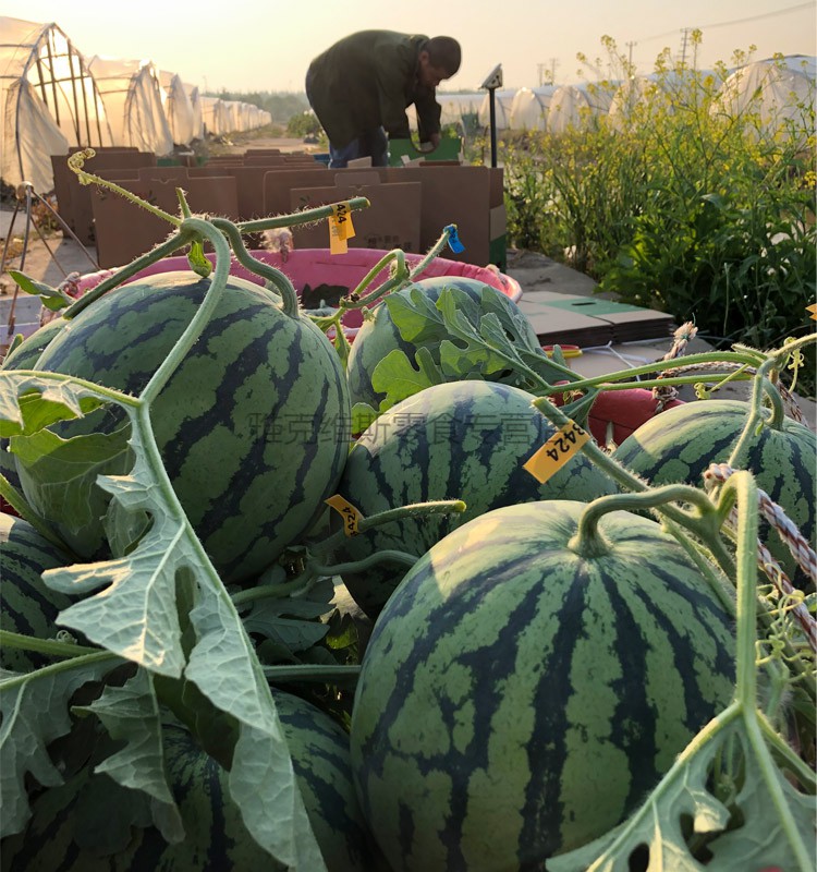 上海南汇 8424西瓜黑籽西瓜新鲜水果麒麟瓜2只22斤以上【图片 价格