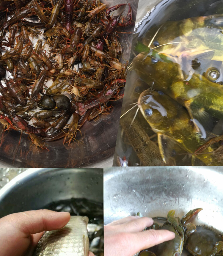 虾笼渔网自动龙虾网鱼工具小鱼网神器折叠抓鱼笼虾河虾泥鳅网 4孔配1