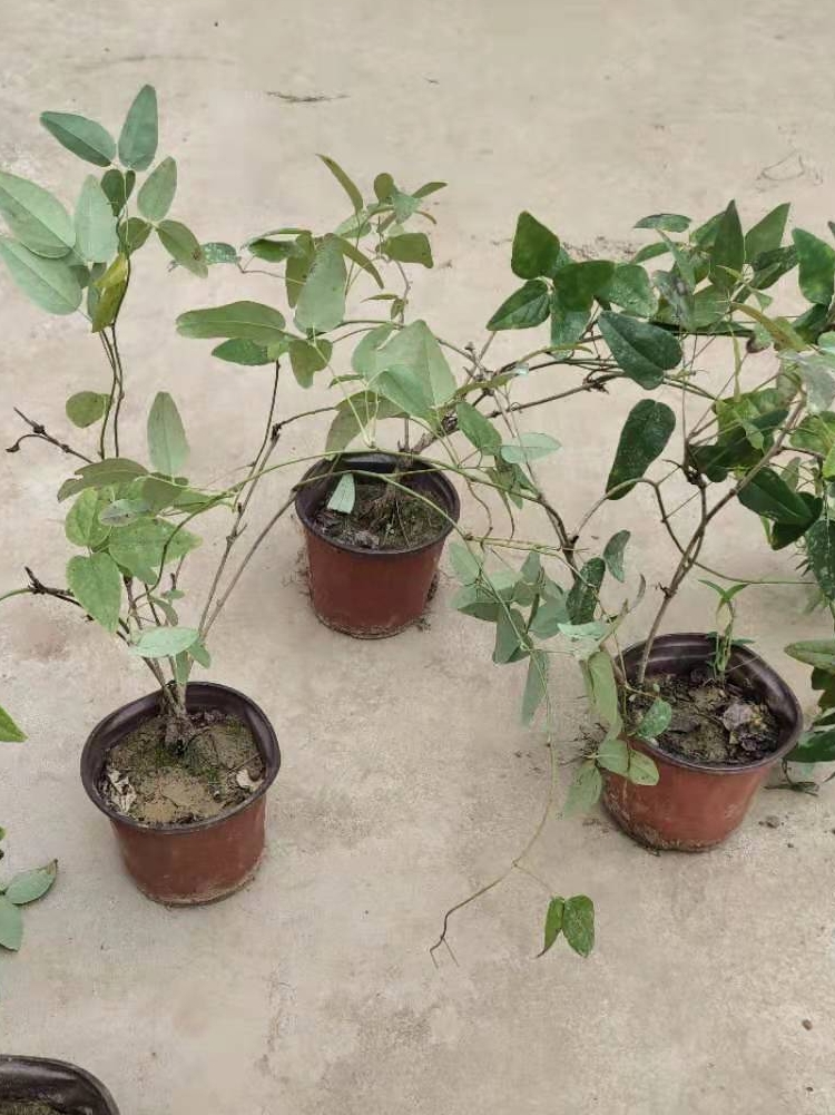 八月瓜树苗果当年结果野生苗四季种植南方八月炸10年苗拍下备注品种