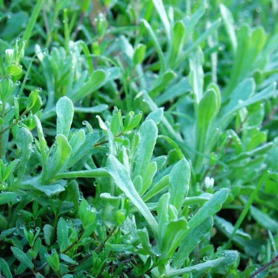 现货鼠曲草新鲜清明草艾草清明菜现挖鼠耳草田艾草蔬菜批发净重2斤