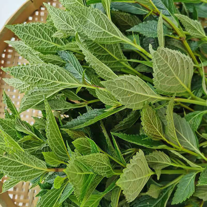 新鲜现摘溪黄草野生溪沟草山阳面黄汁草血风草 现摘新鲜溪黄草(3斤)