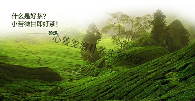 冬青栽植时间