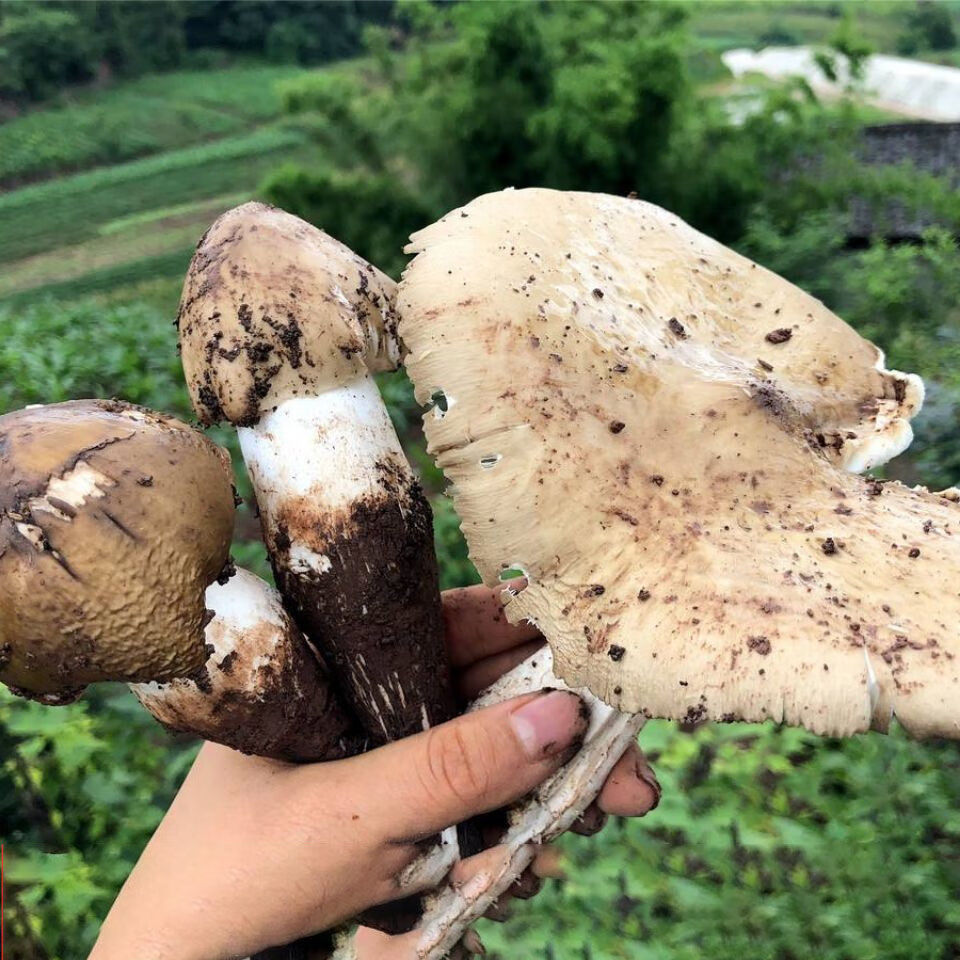 雞縱菌菌種多規格雞樅菌種子高產種子食用菌菌菇包三塔菌荔枝菌人工