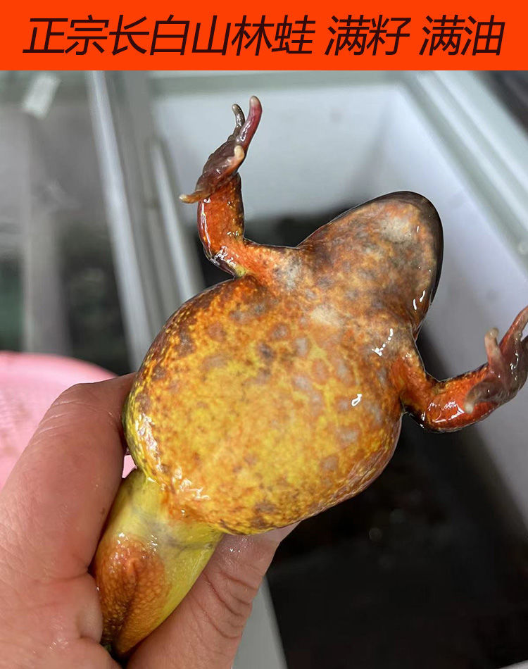 蛤母豹子 多规格 新鲜东北蛤蟆 长白山特产 鲜活活林蛙新出河母豹子 1