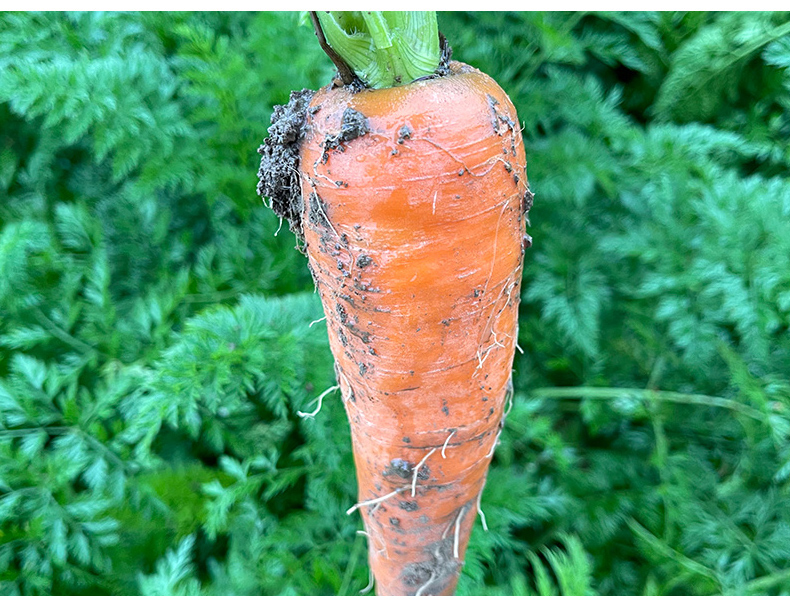 坏果包赔新鲜胡萝卜当季农家时令应季蔬菜水果红萝卜红心罗卜5斤带箱