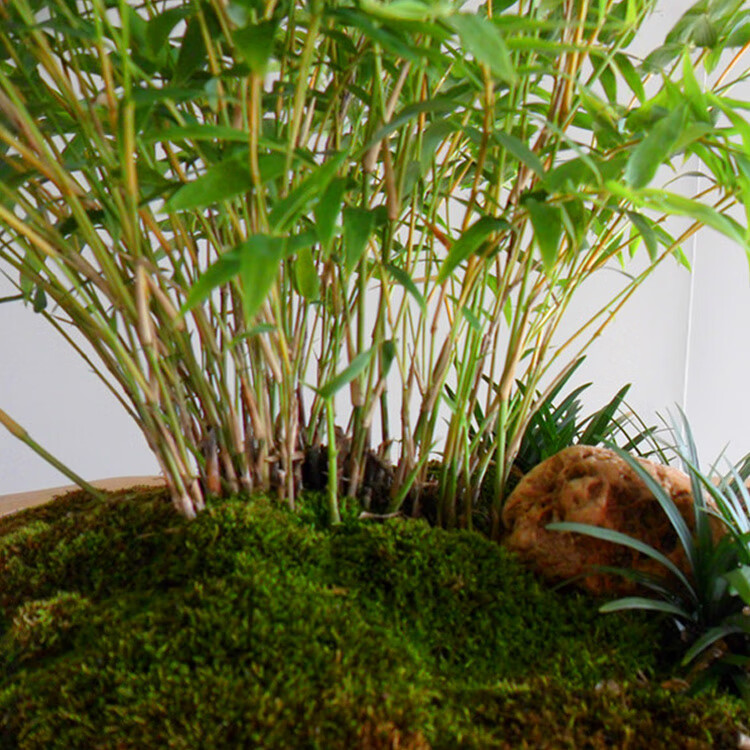 室内观赏米竹盆栽 凤尾竹又叫观音竹 盆景竹苗山水竹