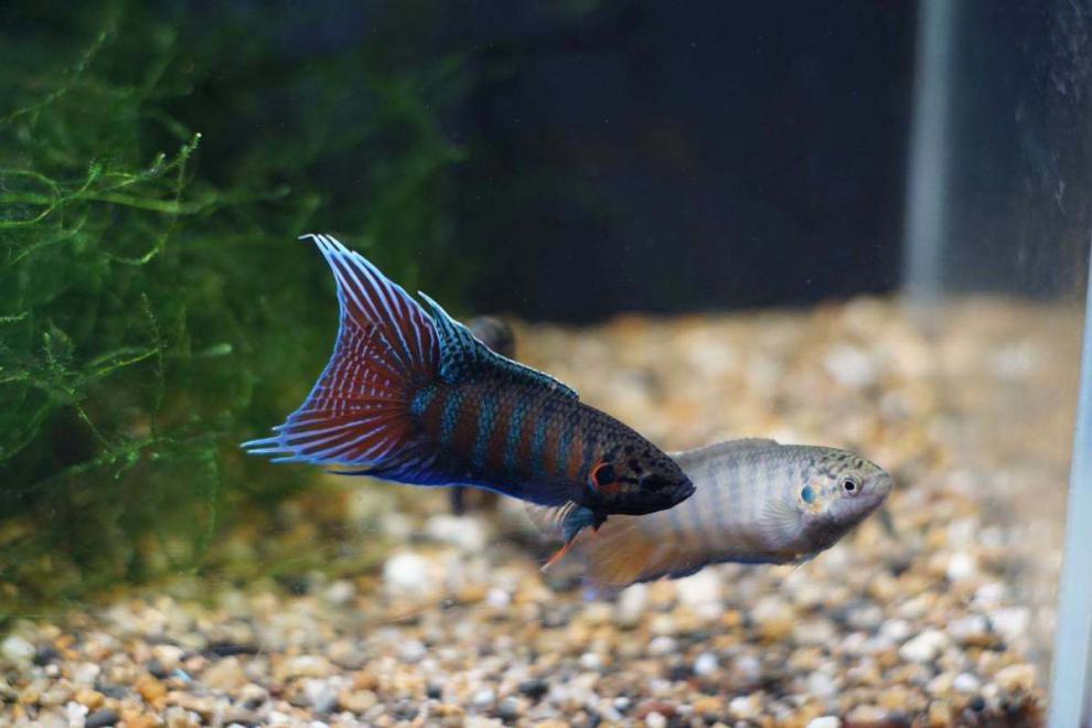 中国斗鱼热带鱼澳火无纹蓝不打氧耐活鱼观赏小鱼好养冷水鱼苗白化红