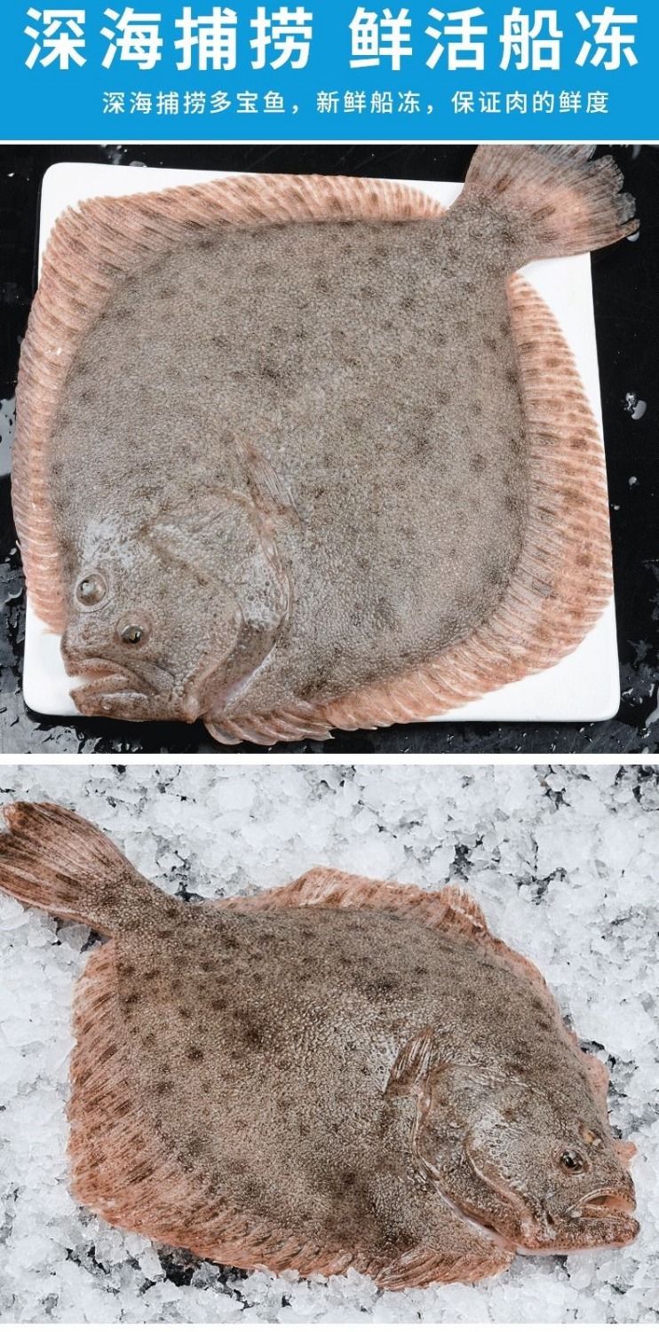 新鲜多宝鱼新鲜比目鱼新鲜海鱼海鲜水产67两条现捕现发三条促销装