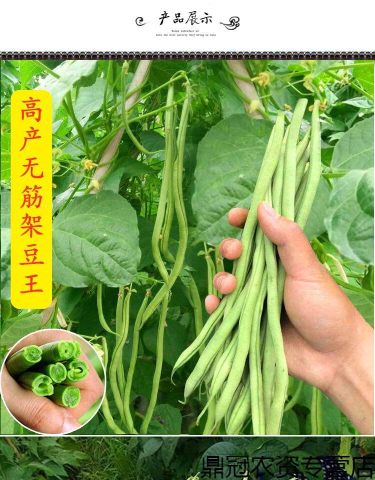 春枝韵无筋架豆王种子泰国无筋豆种籽豆角长芸豆蔬菜四季豆青豆高产无