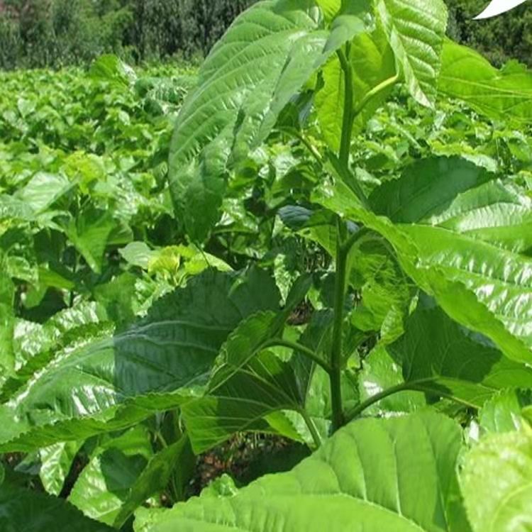 新鲜桑叶新鲜大小叶农家桑树叶芽蚕宝宝饲料食物吃蚕叶现摘嫩桑叶新鲜